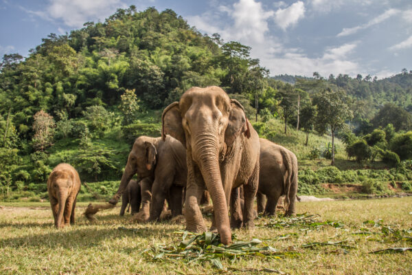 Thailand Chian Mai Elefanten