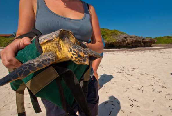 Voluntourismus Schildkröte Tier