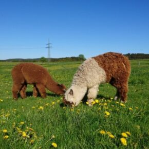 Übernachten umgeben von Alpakas: 2 Tage im Schlafwürfel auf Alpaka-Farm im Sauerland für 60€ Übernachten umgeben von Alpakas: 2 Tage im Schlafwürfel auf Alpaka-Farm im Sauerland für 60€