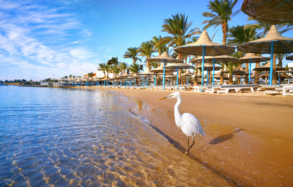 Ägypten Hurghada Reiher Strand