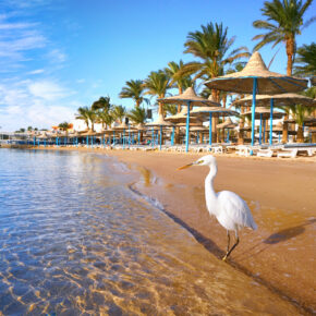 Ägypten Hurghada Reiher Strand