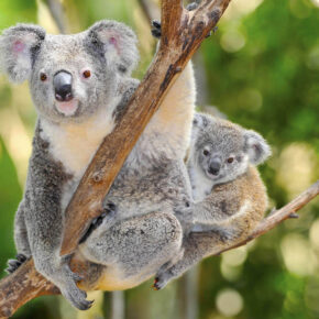 Für den Artenschutz: „Volkszählung“ von Koalas in Australien geplant Für den Artenschutz: „Volkszählung“ von Koalas in Australien geplant