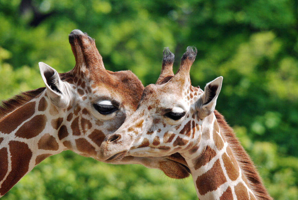 Berlin Zoo Giraffen