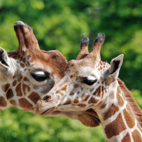 Berlin Zoo Giraffen