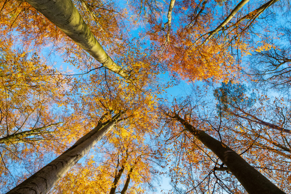 Buchenwald Herbst