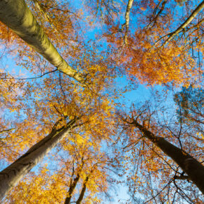 Die Top 5 der schönsten & erholsamsten Wälder in Deutschland