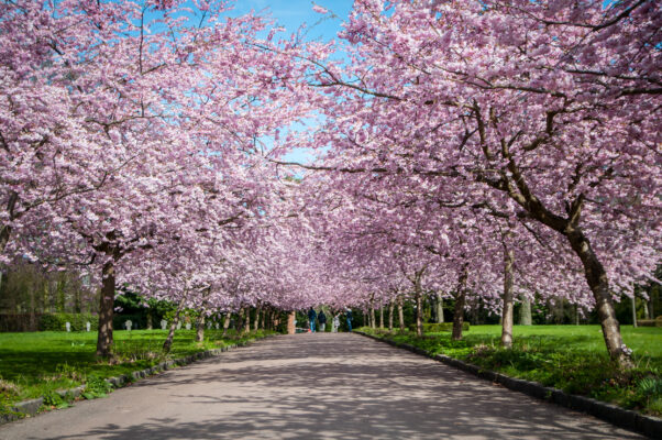 Dänemark Kopenhagen Kirschblume Baum