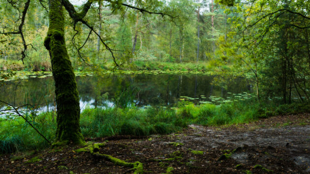 Deutschland Müritz Nationalpark