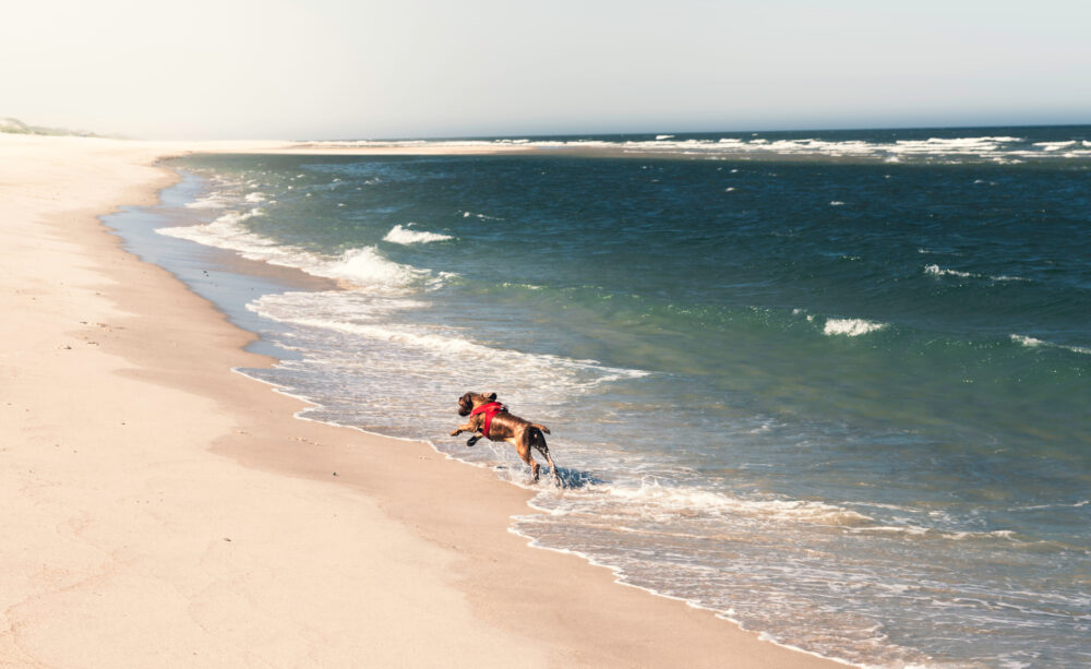 Deutschland Sylt Hund Strand