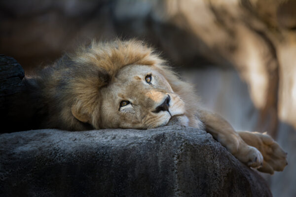 Dresden Zoo Löwe