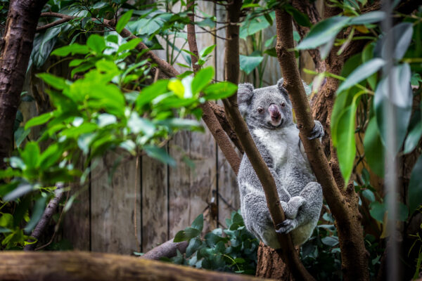 Duisburg Zoo Koala