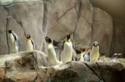 Tierpark Hagenbeck: 2 Tage inklusive Eintritt & Übernachtung im Premium Hotel nach Wahl ...