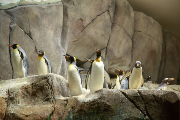 Hamburg Zoo Pinguine