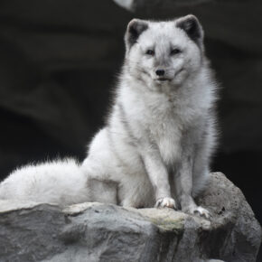 Tierpark Hellabrunn Hellabrunn Zoo Polarfuchs