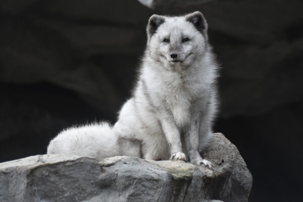 Hellabrunn Zoo Polarfuchs