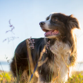 Urlaub mit Hund auf Sylt: Der tierfreundliche Reiseguide für die Nordseeinsel Urlaub mit Hund auf Sylt: Der tierfreundliche Reiseguide für die Nordseeinsel
