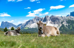 Wohlfühl-Urlaub in Südtirol: 3 Tage im TOP 3* Hotel inklusive Frühstück NUR 129€