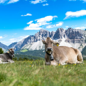 Trekking in den Dolomiten: 7 Wander-Reise durch Südtirol mit 3* Hotels inkl. Halbpension und Extras für 559€