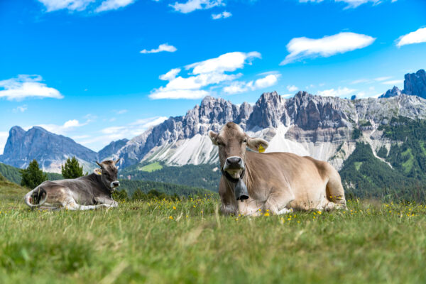 Italien Südtirol Dolomiten Kuh