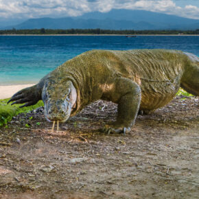 Tierschutz: Indonesien schließt die Dracheninsel Komodo Tierschutz: Indonesien schließt die Dracheninsel Komodo
