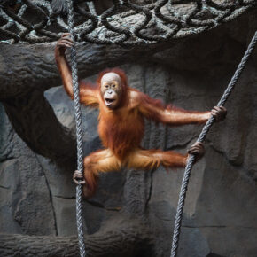 Zoo Affe Leipzig Zoo Affe