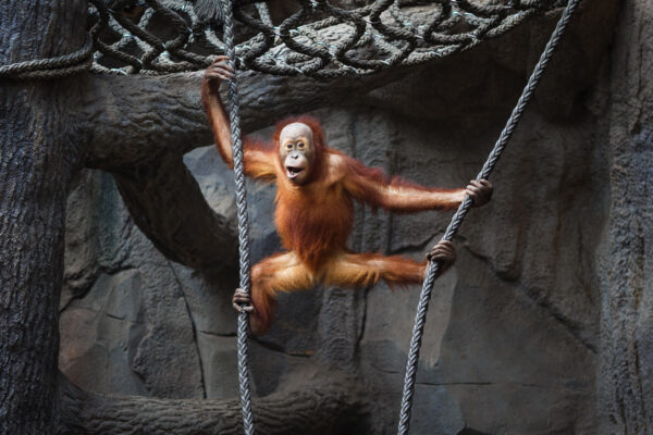 Leipzig Zoo Affe