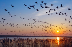 Die besten Biohotels in Deutschland, Österreich & Italien