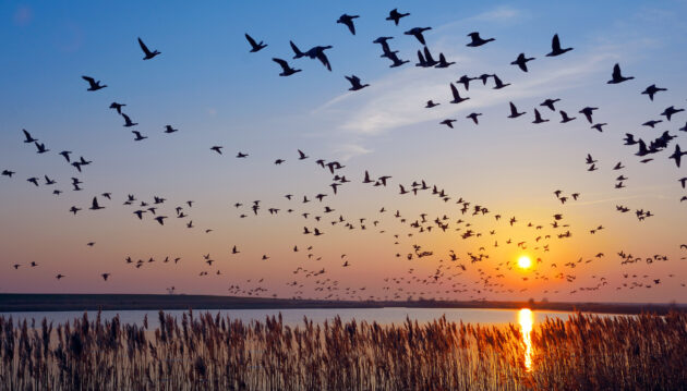 Nationalpark Niedersächsisches Wattenmeer Gänse