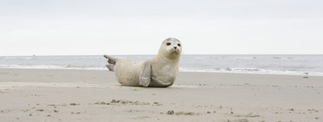 Nordsee Spiekeroog Robbe