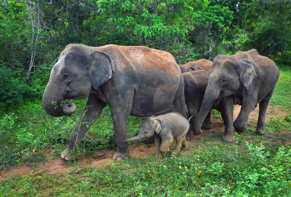Sri Lanka Elefantenfamilie