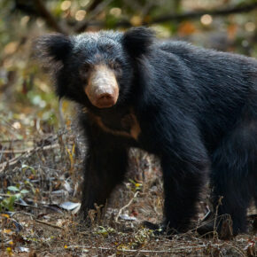 Sri Lanka Faultierbär