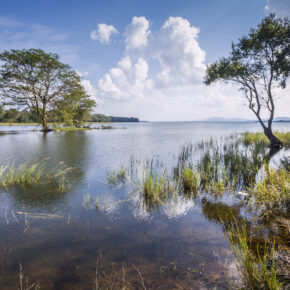 Sri Lanka Minneriya