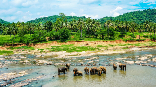 Sri Lanka Pinnawala