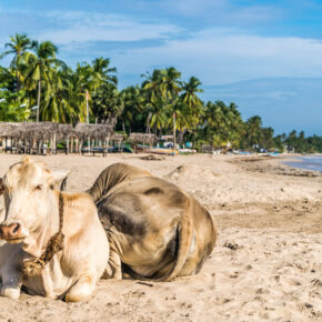 Sri Lanka Uppuveli Strand