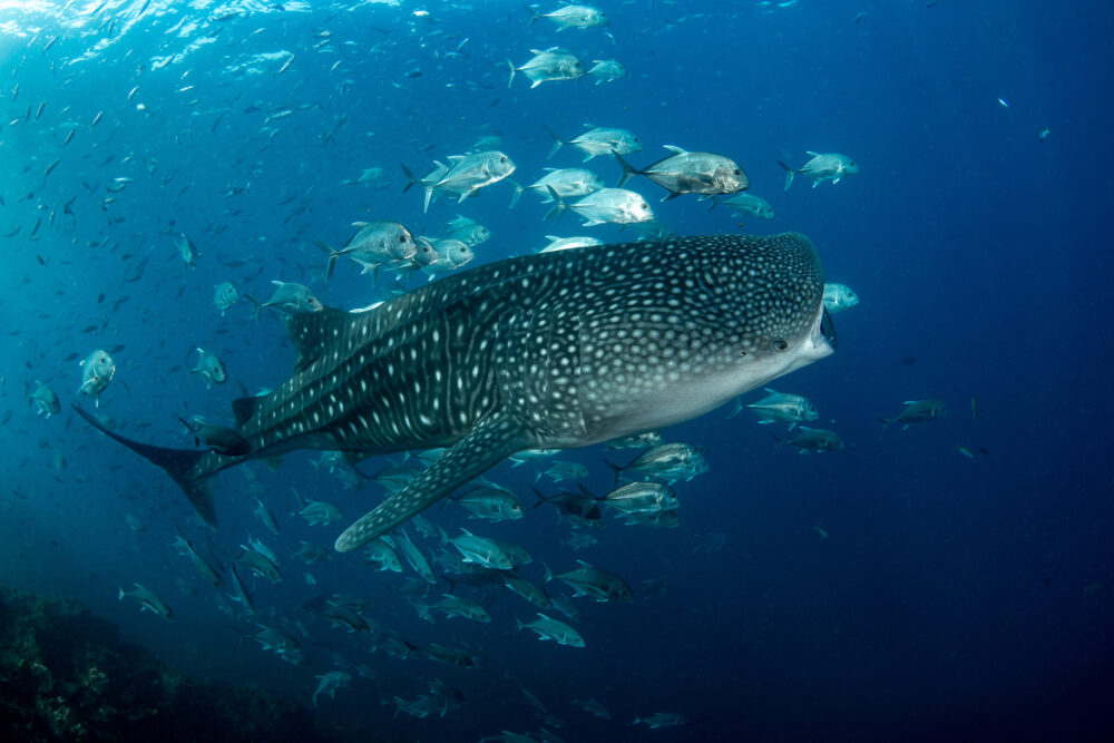 Die schönsten Tauchspots auf Sri Lanka Urlaubstracker.de