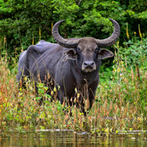 Sri Lanka Wasserbuffalo