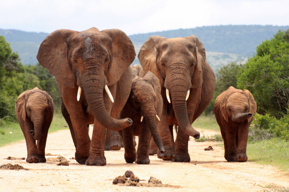 Südafrika Addo Elefant Park Elefanten