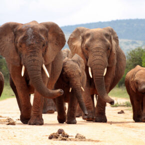 Südafrika Addo Elefant Park Elefanten