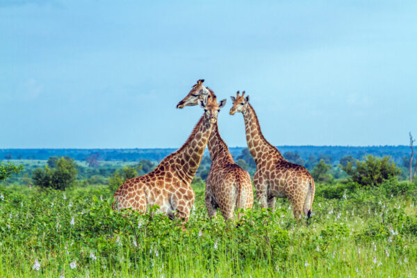 Südafrika Kruger Nationalpark Giraffen