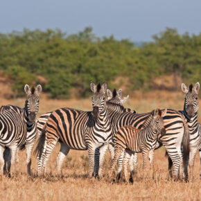 Südafrika Kruger Nationalpark Zebras