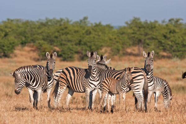 Südafrika Kruger Nationalpark Zebras