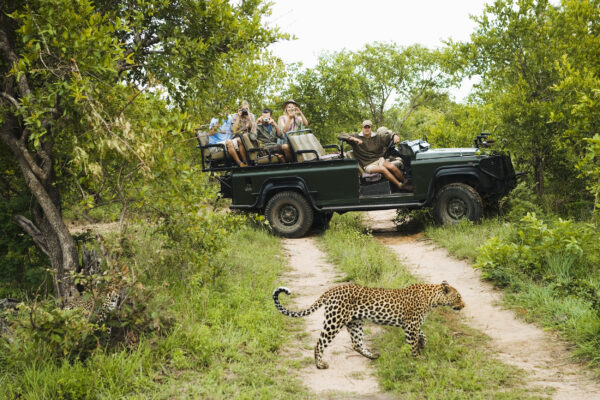 Südafrika Leopard Jeep