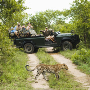 Südafrika Leopard Jeep