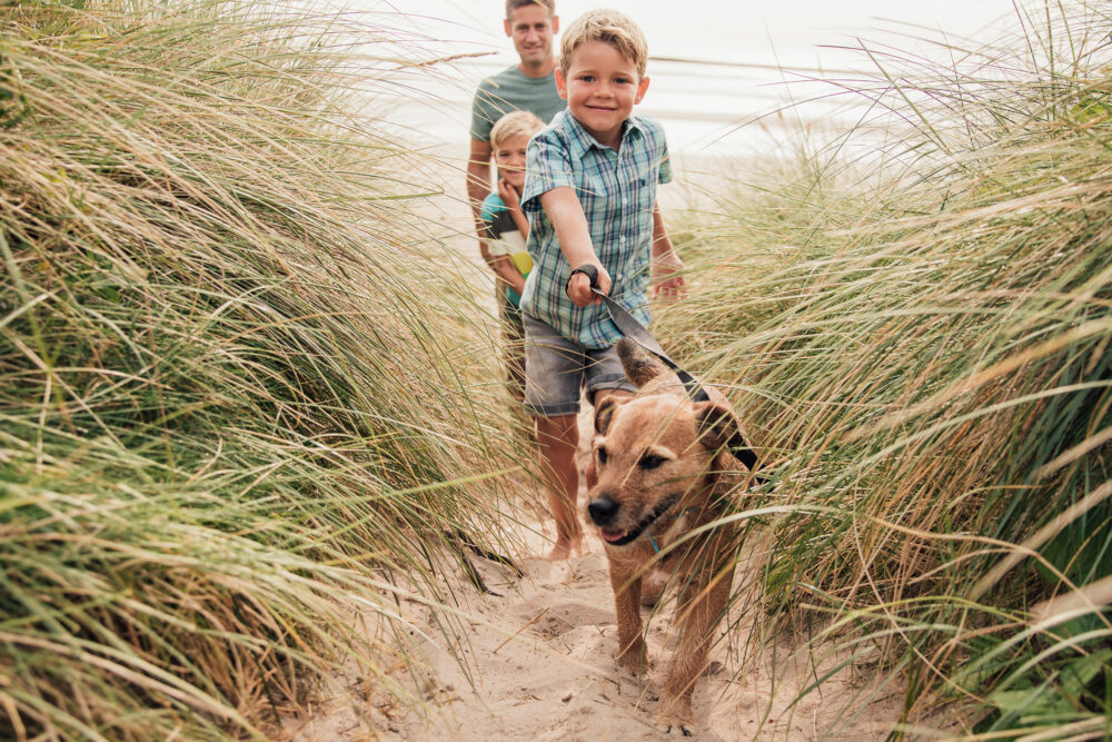 Reiseguide für Holland mit Hund Tipps, Hundestrände & Ferienhäuser