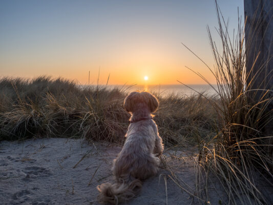 Sylt Hund