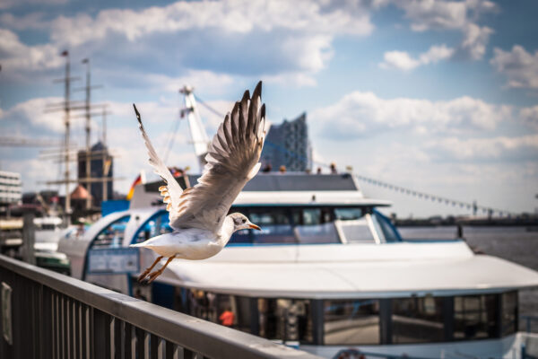 Hamburg Hafen Möwe Schiff