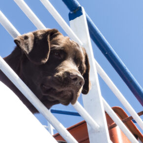 Kreuzfahrt mit Hund: Wichtige Infos & Angebote