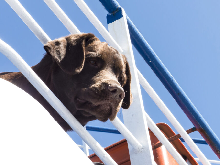 Kreuzfahrt mit Hund Wichtige Infos & Angebote Urlaubstracker.de