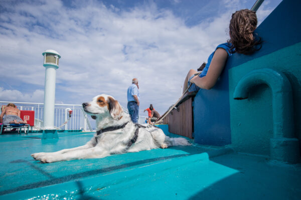 Kreuzfahrt Hund Deck