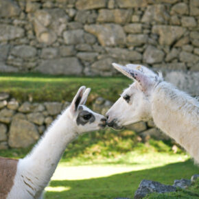 Wochenende mit Lamas: 3 Tage England mit TOP Apartment, Frühstück & Flug nur 141€ Wochenende mit Lamas: 3 Tage England mit TOP Apartment, Frühstück & Flug nur 141€